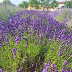 lavanda vera sophia 240x240